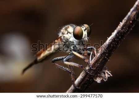 Robber fly, Insect in Thailand