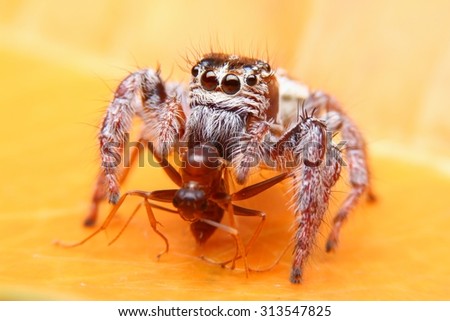 Jumping Spider eating Insect, Spider in Thailand