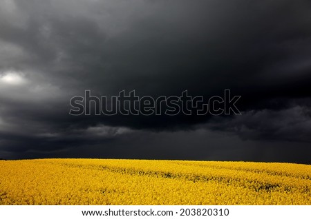 Rape field under dark clouds, summer in Denmark