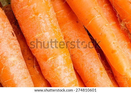 Bunch of Organic Carrots with Leaves. Close up and Macro, Background