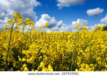 Canola field with canola oilseed and yellow rape flowers. Blue cloudy sky. Spring time
