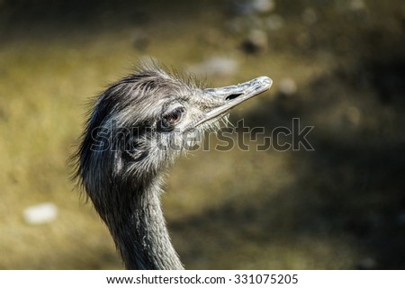 Ostrich Head looking forward, wildlife or zoo