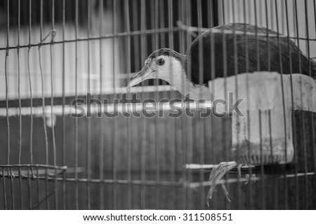 bird in cage no freedom
