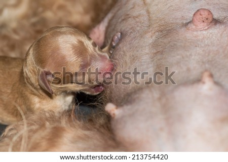 Dog Birth , Puppy