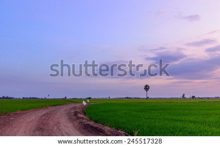 Sunset and tree in a field in rural areas