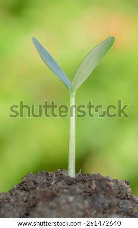 Seedling growth