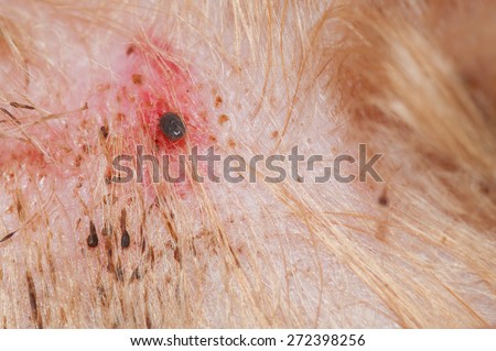 Dog with skin disease and ticks