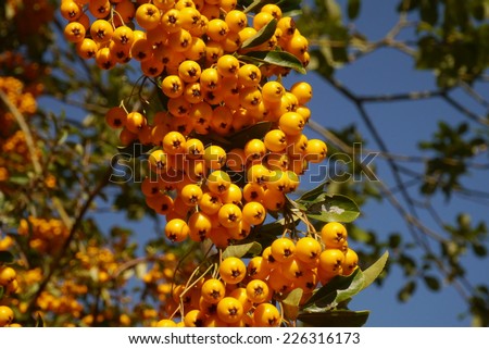 Yellow fire-thorn berries against the blue sky/Yellow fire-thorn berries