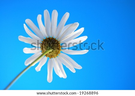 happy daisy under blue summer sky from below
