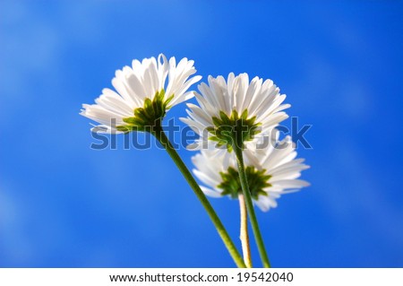 daisy from below under blue sky in summer