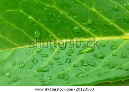 green leaf with water drops after summer rain isolated