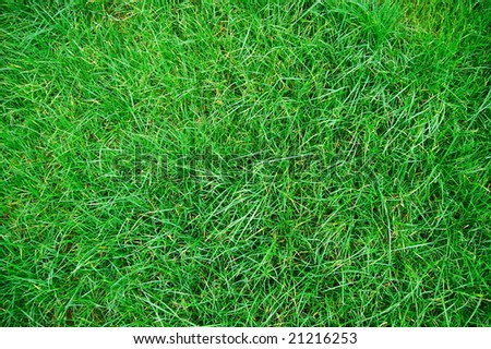 green grass texture on a meadow or grassland