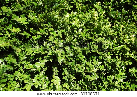 green plant texture or pattern can be used as background