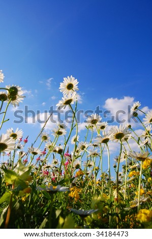 flowers on meadow in summer from below and blue sky