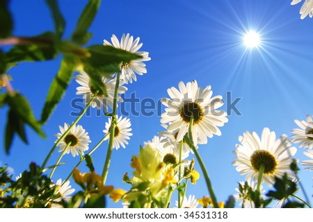 daisy flowers from below under blue sky in summer