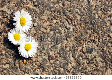 daisy flower with asphalt texture as copyspace for text