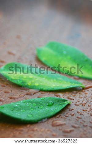 wellness and bath concept with leaves and water drops on wood