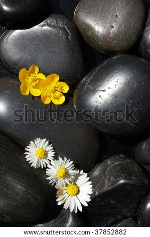 happy daisy flowers on black stone background showing health and wellness concept