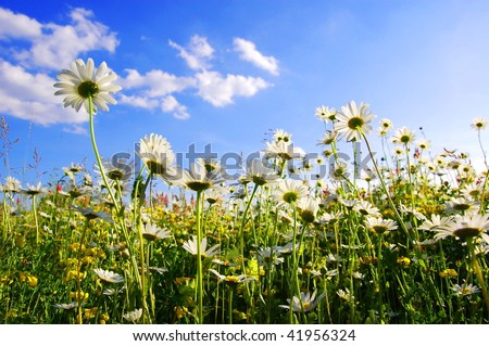 daisy flower from below with blue sky in summer