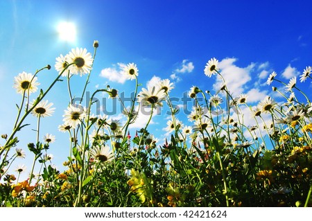 daisy flowers in summer from below with blue sky