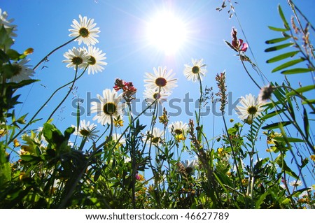 daisy flowers in summer under blue sky from below