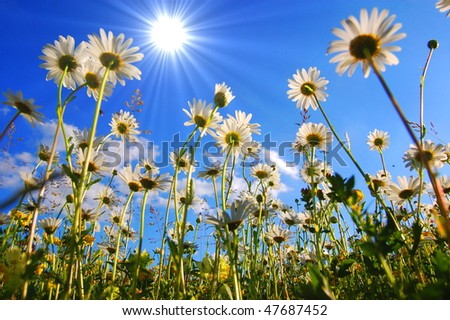 daisy flower from below with blue sky in summer