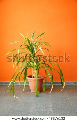 plant in pot on an orange wall with copyspace for a text message
