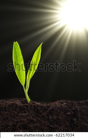 small plant and soil on blue background with sun and copyspace