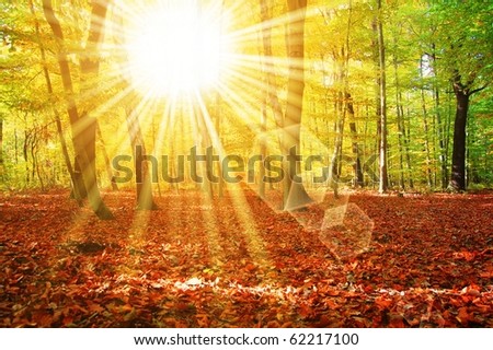 sun and tree in the woods showing hiking concept