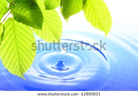 green leaves and splashing water drop showing spa or zen