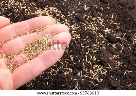 Seed In Soil