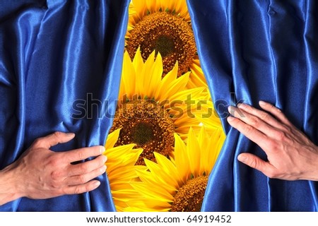 flowers behind blue curtain can be used as happy birthday card or summer concept