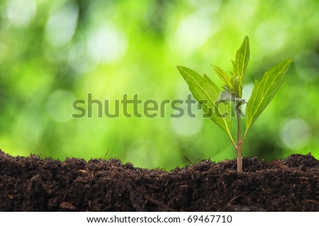 young plant showing ecology growth or nature concept with copyspace