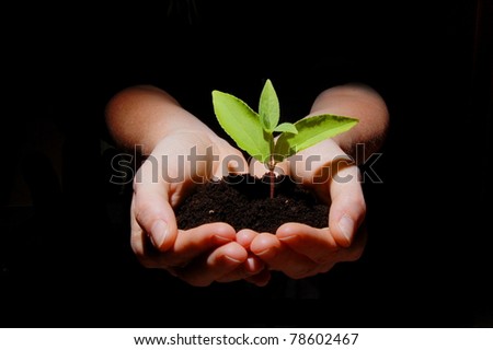young plant in hand showing concept of youth and growth