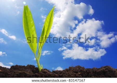 young plant and blue sky with copyspace showing growth concept