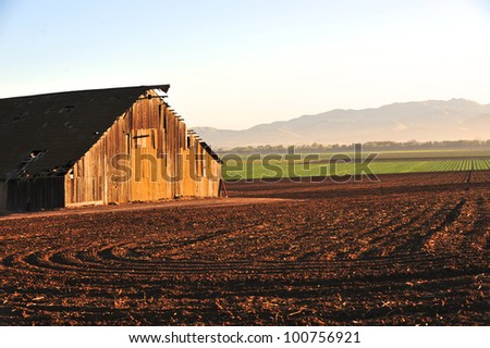 Morning sun illuminates an old barn in the middle of a produce field