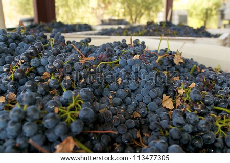 Closeup of a bin of wine grapes waiting to be processed