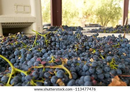 Closeup of a bin of wine grapes ready to be processed