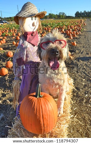 Dog in costume dressed for Halloween in a pumpkin patch