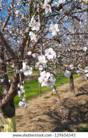 First blooms on the almond tree for the new crop in 2013