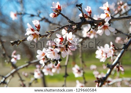 Closeup of a cluster of almond blossoms in full bloom