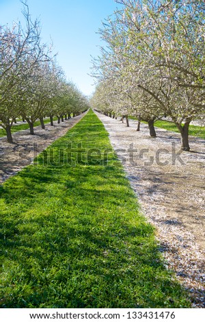 Almond orchard in bloom with petals that have fallen to the ground