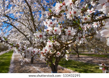 cluster of almond blossoms in full bloom