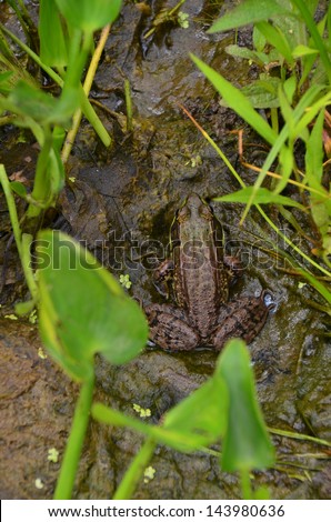 Frog well camouflaged amongst the grasses and plants in the pond