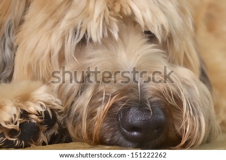 Close up of a cute Wheaten Terrier dog