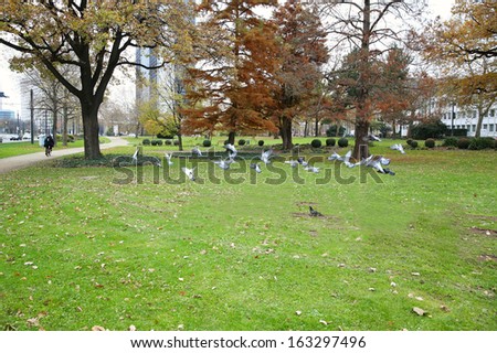 Flock of pigeons fly away in park setting, shot in Frankfurt, Germany.