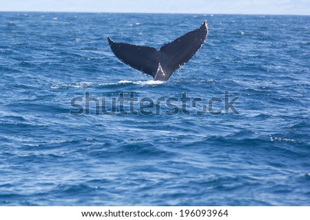 Humpback whales tail breaching out of the water in Monterey, California.