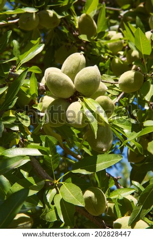 Almonds maturing on a tree prior to harvest