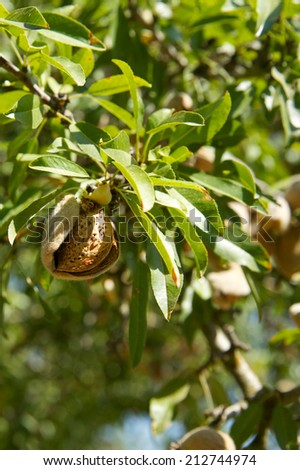 Closeup of an almond in the shell ready for harvest