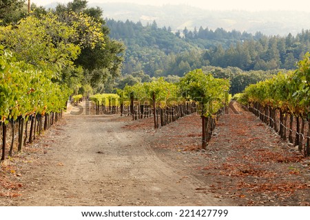 Rows of grapevines in a Napa Valley, California vineyard